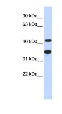 Western Blot: DNA polymerase delta p50 Antibody [NBP1-58097]