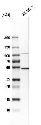 Western Blot: DNA polymerase delta p50 Antibody [NBP1-90925]