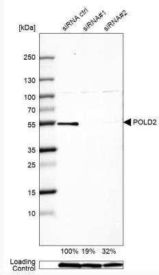 Western Blot: DNA polymerase delta p50 Antibody [NBP1-90925]