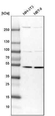 Western Blot: DNA polymerase delta p50 Antibody [NBP1-90925]