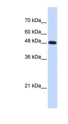 Western Blot: DNA polymerase mu Antibody [NBP1-58202]