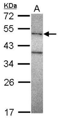 Western Blot: DNA polymerase mu Antibody [NBP2-16189]