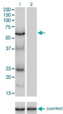 Western Blot: DNA polymerase sigma Antibody (2F8) [H00011044-M01]