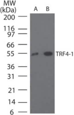 Western Blot: DNA polymerase sigma Antibody [NB100-56356]