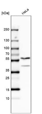 Western Blot: DNA polymerase sigma Antibody [NBP2-13728]