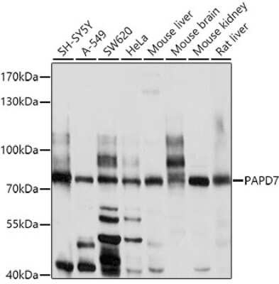 Western Blot: DNA polymerase sigma AntibodyBSA Free [NBP2-91990]