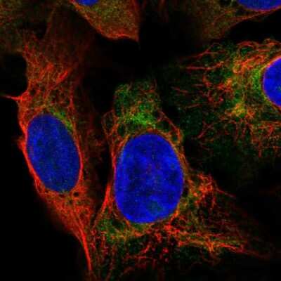 Immunocytochemistry/ Immunofluorescence: DNAAF2 Antibody [NBP1-84069]