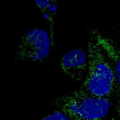 Immunocytochemistry/ Immunofluorescence: DNAAF3 Antibody [NBP2-55407]