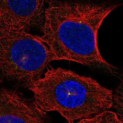 Immunocytochemistry/ Immunofluorescence: DNAH14 Antibody [NBP2-55097]