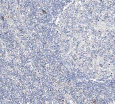 Immunohistochemistry-Paraffin: DNAH5 Antibody [NBP1-84463]
