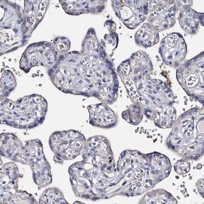 Immunohistochemistry-Paraffin: DNAH6 Antibody [NBP1-84067]