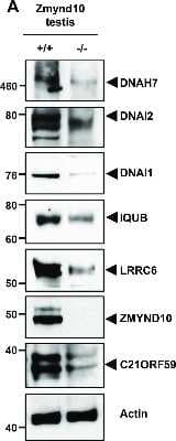 Western Blot: DNAH7 Antibody [NBP1-93613]