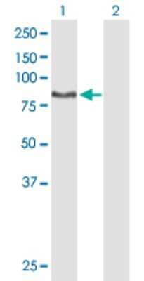 Western Blot: DNAI1 Antibody [H00027019-B01P]