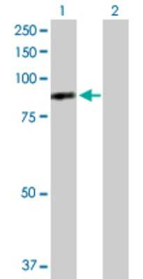 Western Blot: DNAI1 Antibody [H00027019-D01P]