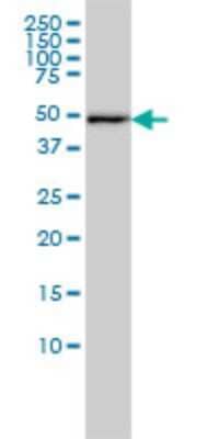 Western Blot: DNAJA2 Antibody (2A11-F2) [H00010294-M01]