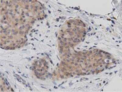 Immunohistochemistry-Paraffin: DNAJA2 Antibody (OTI3A10) [NBP2-02996]