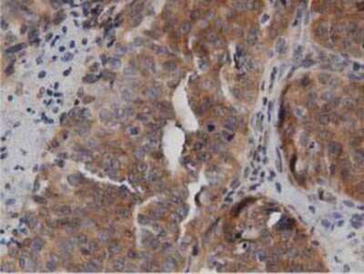 Immunohistochemistry-Paraffin: DNAJA2 Antibody (OTI3A10) [NBP2-02996]