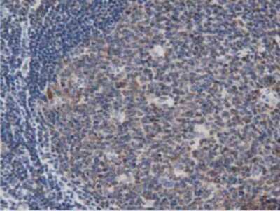 Immunohistochemistry-Paraffin: DNAJA2 Antibody (OTI3A10) [NBP2-02996]