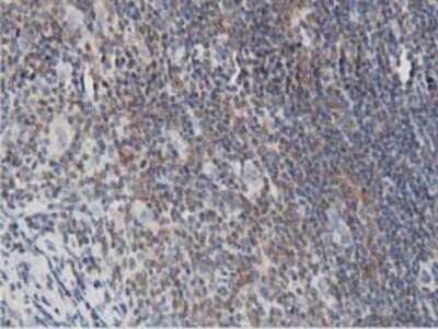 Immunohistochemistry-Paraffin: DNAJA2 Antibody (OTI3A10) [NBP2-02996]
