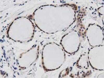 Immunohistochemistry-Paraffin: DNAJA2 Antibody (OTI3A10) [NBP2-02996]