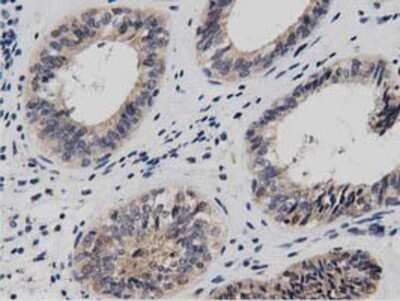 Immunohistochemistry: DNAJA2 Antibody (OTI3A10) - Azide and BSA Free [NBP2-71565]