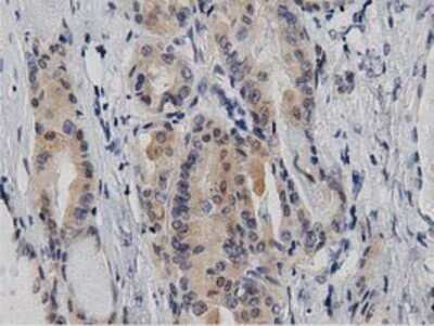 Immunohistochemistry: DNAJA2 Antibody (OTI3A10) - Azide and BSA Free [NBP2-71565]