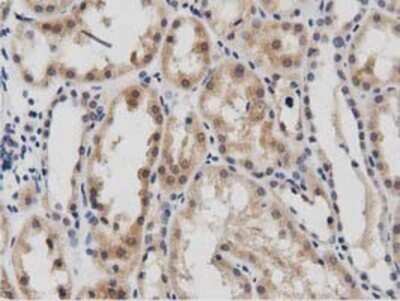 Immunohistochemistry: DNAJA2 Antibody (OTI3A10) - Azide and BSA Free [NBP2-71565]