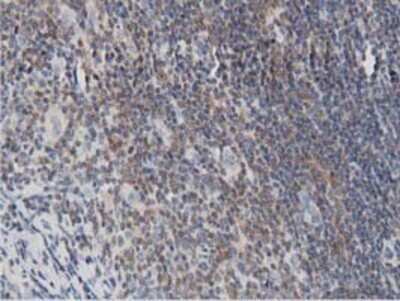 Immunohistochemistry: DNAJA2 Antibody (OTI3A10) - Azide and BSA Free [NBP2-71565]