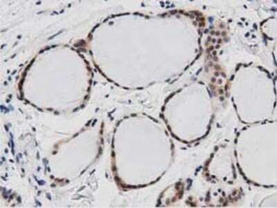 Immunohistochemistry: DNAJA2 Antibody (OTI3A10) - Azide and BSA Free [NBP2-71565]