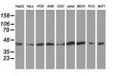 Western Blot: DNAJA2 Antibody (OTI3A10)Azide and BSA Free [NBP2-71565]