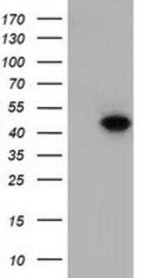 Western Blot: DNAJA2 Antibody (OTI3A10)Azide and BSA Free [NBP2-71565]