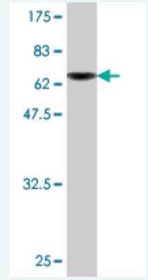 Western Blot: DNAJA2 Antibody (S1) [H00010294-M03]