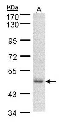 Western Blot: DNAJA2 Antibody [NBP1-32278]