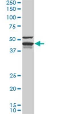 Western Blot: DNAJA4 Antibody (4B4-1F2) [H00055466-M01]