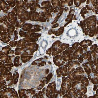 Immunohistochemistry-Paraffin: DNAJB11 Antibody [NBP1-84899]