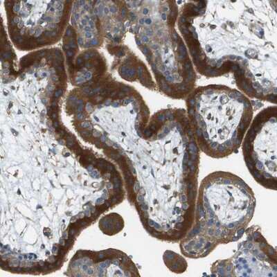 Immunohistochemistry-Paraffin: DNAJB11 Antibody [NBP1-84900]