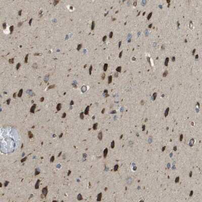 Immunohistochemistry-Paraffin: DNAJB11 Antibody [NBP1-84900]
