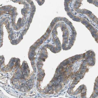 Immunohistochemistry-Paraffin: DNAJB11 Antibody [NBP1-84900]