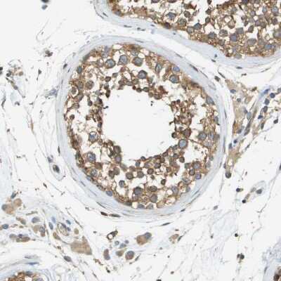 Immunohistochemistry-Paraffin: DNAJB11 Antibody [NBP1-84900]