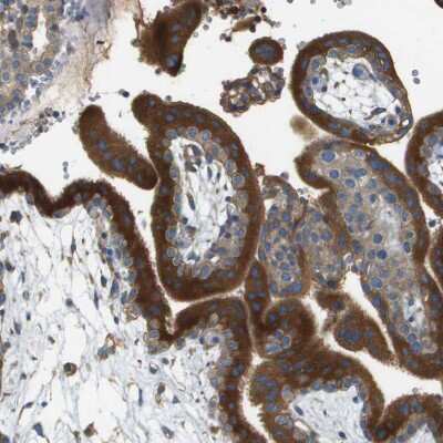 Immunohistochemistry-Paraffin: DNAJB11 Antibody [NBP1-84900]