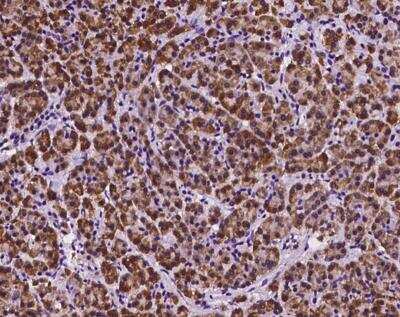 Immunohistochemistry-Paraffin: DNAJB11 Antibody [NBP3-12545]