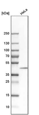 Western Blot: DNAJB11 Antibody [NBP1-84899]