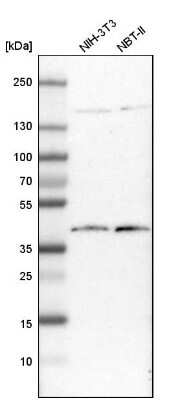 Western Blot: DNAJB11 Antibody [NBP1-84899]