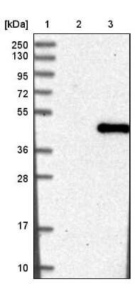 Western Blot: DNAJB11 Antibody [NBP1-84900]