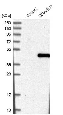 Western Blot: DNAJB11 Antibody [NBP1-84900]