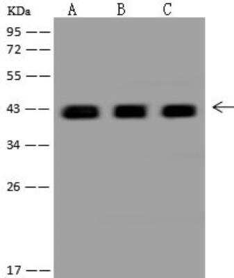 Western Blot: DNAJB11 Antibody [NBP3-12545]