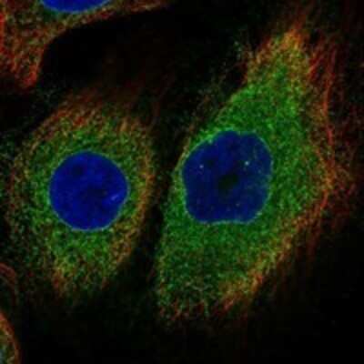 Immunocytochemistry/ Immunofluorescence: DNAJB12 Antibody [NBP3-17700]