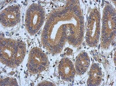Immunohistochemistry-Paraffin: DNAJB12 Antibody [NBP2-16191]