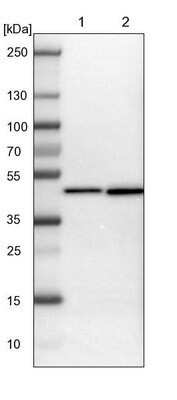 Western Blot: DNAJB12 Antibody [NBP1-85208]