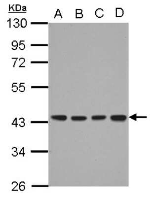 Western Blot: DNAJB12 Antibody [NBP2-16191]